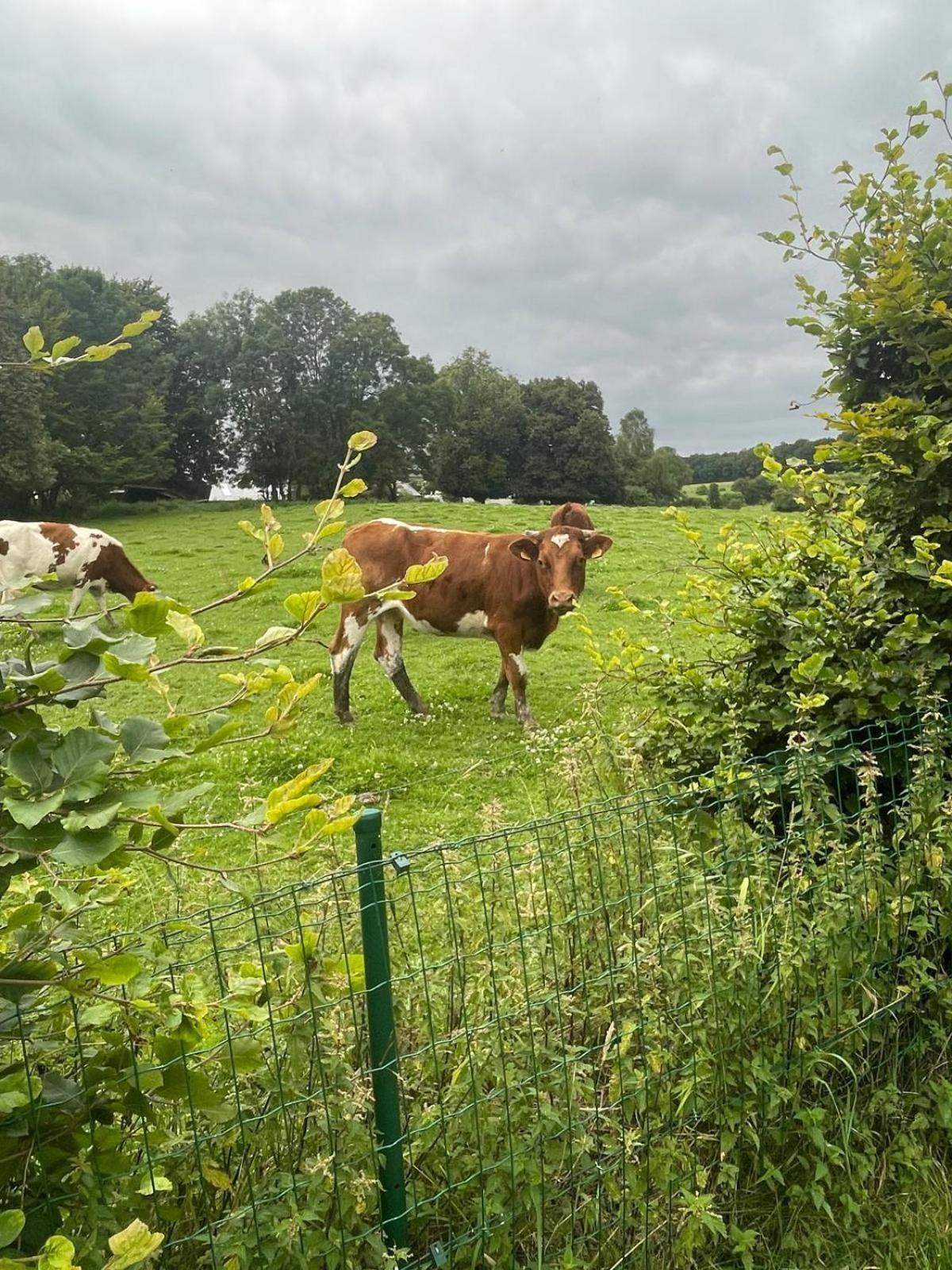 Le Gite Du Vieux Chene Bertogne Zewnętrze zdjęcie